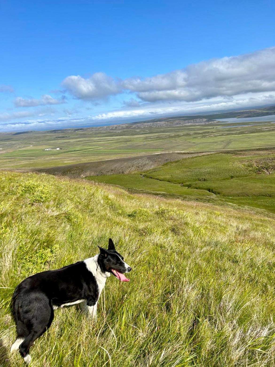 Syðri-Þverá Hvammstangi Exterior foto